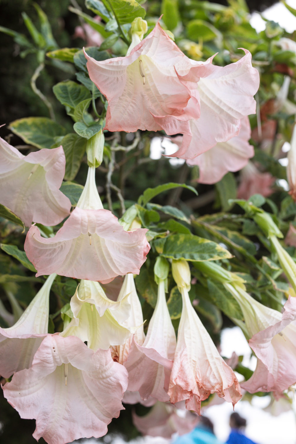 Petite Fashion and Style Blog | Everleigh Tie Waist Cotton Maxi Dress | Eliza J. Tiered Maxi Dress | Petite Friendly Maxi Dresses