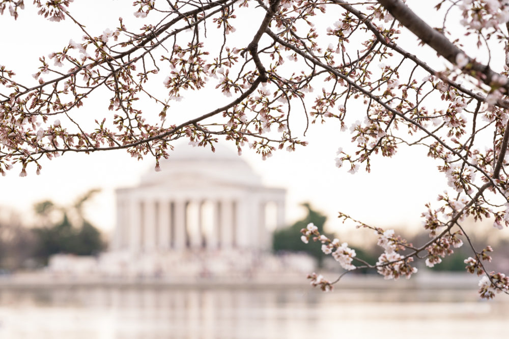 Washington DC Cherry Blossoms | Tidal Basin Cherry Blossoms | Washington DC Travel Guide