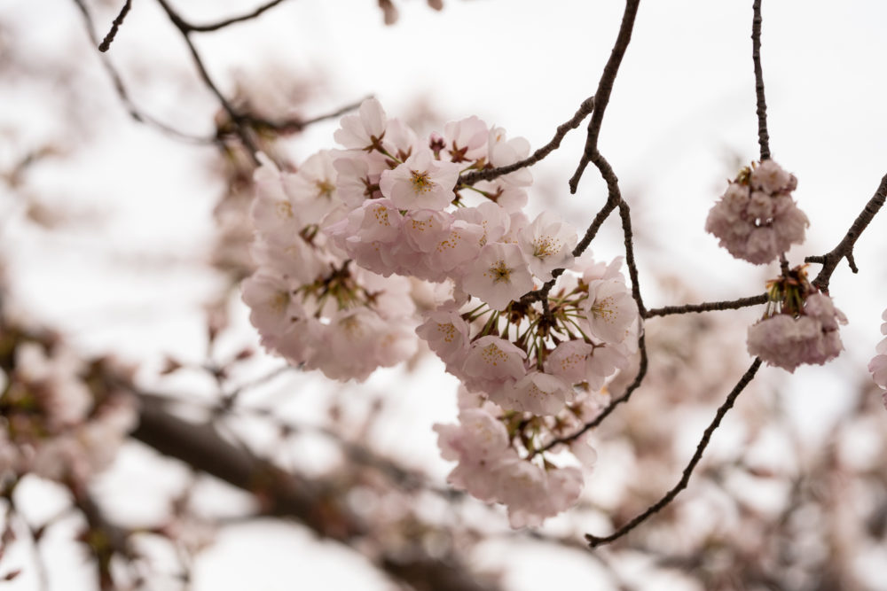 Washington DC Cherry Blossoms | Tidal Basin Cherry Blossoms \ Washington DC Travel Guide