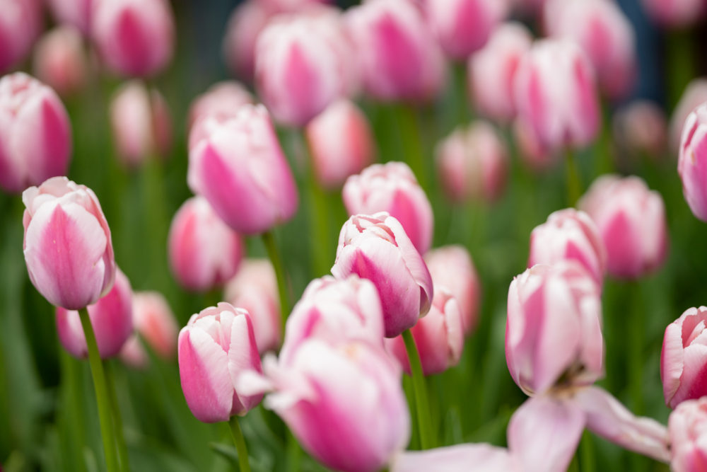 Petite Fashion Blog | Holland Michigan Tulip Time Festival |Holland Tulip Time | Tulip Festival | Tulip Fields | J. Crew Factory Striped Dress | J. Crew White Denim Jacket